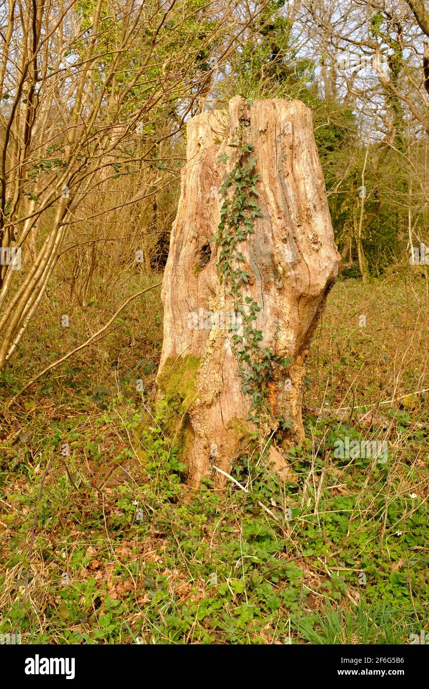 Tree Strump Path Natural pathway tree stumps hi-res stock photography and images - Alamy