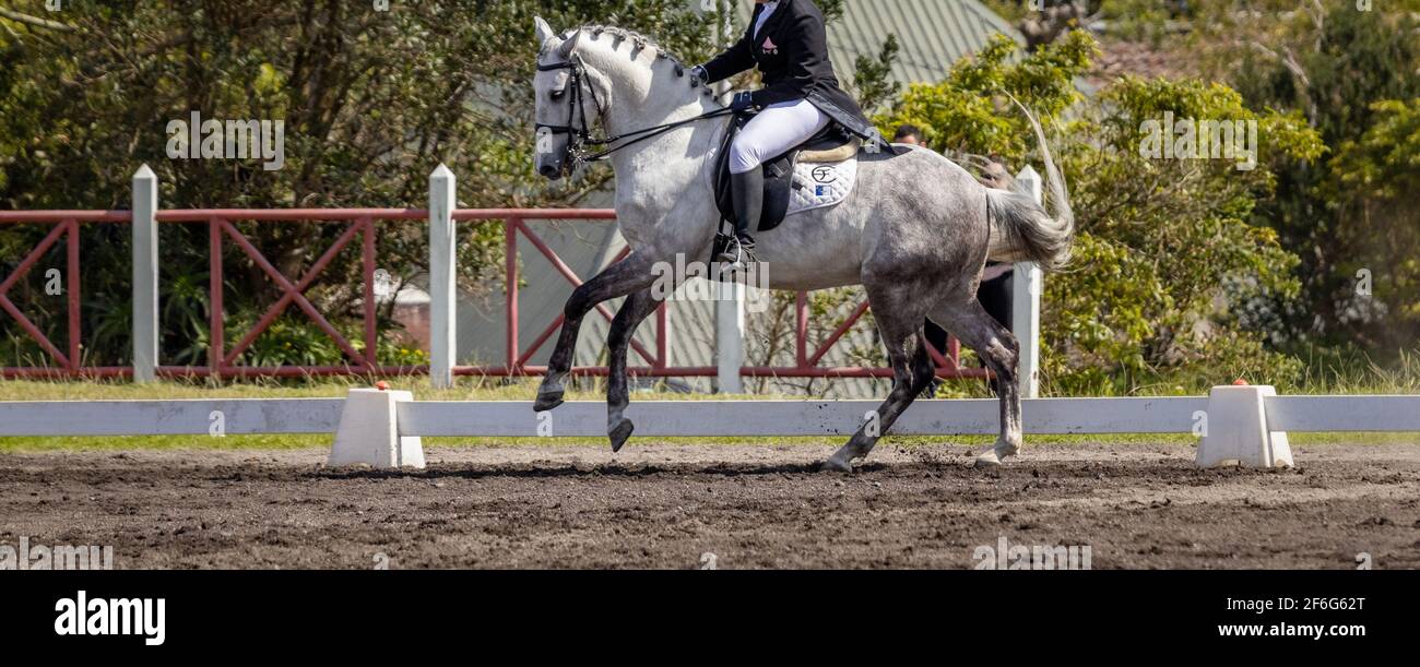 Dressage competition, horse riding in arena outdoors, Lusitano breed show. Stock Photo