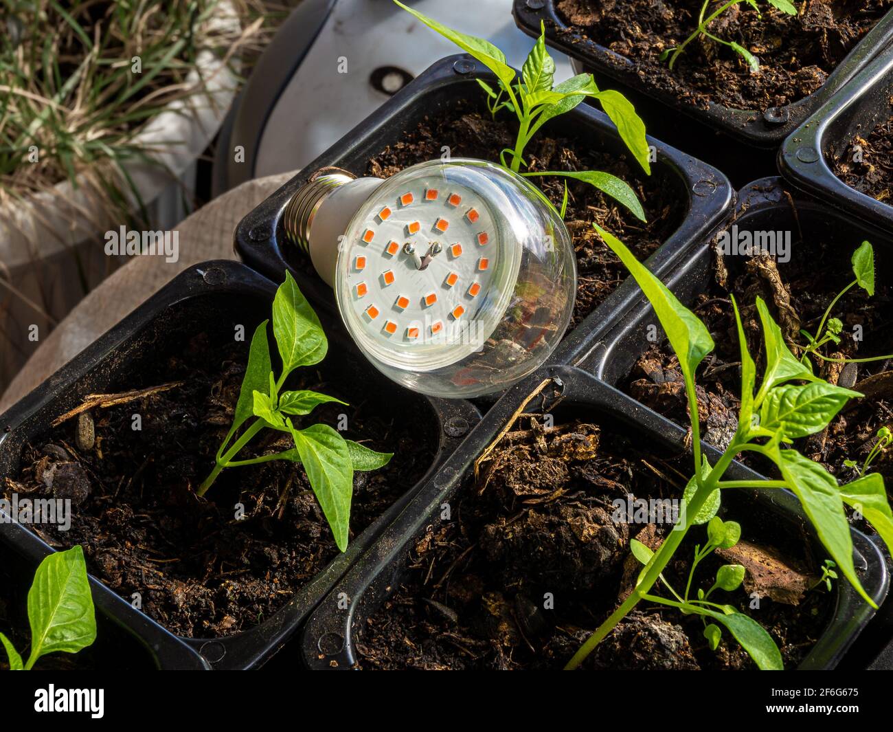 LED lamp for artificial lighting of indoor plants in short daylight conditions lies on pots with seedlings of nightshade crops Stock Photo