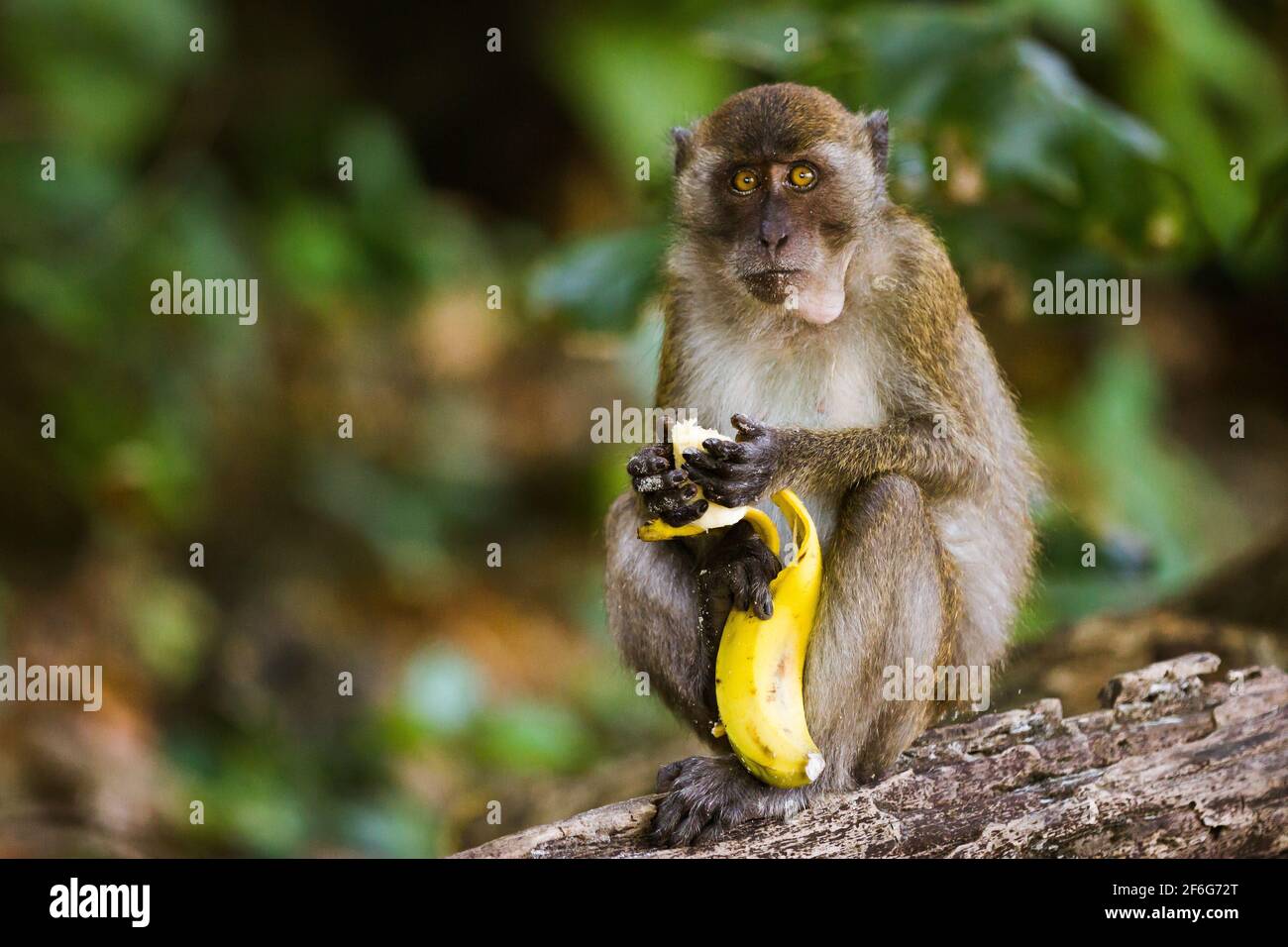 A monkey eating a banana at the Monkey Beach in Phi Phi Islands, Phuket, Thailand. Stock Photo