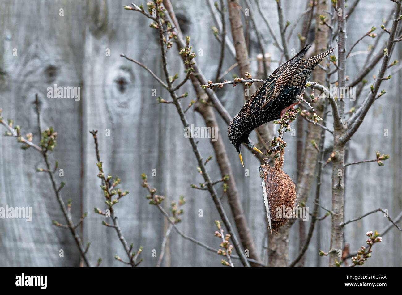 Garden wildlife as a starling bird, sturnus vulgaris, hanging upside down from tree branches and
