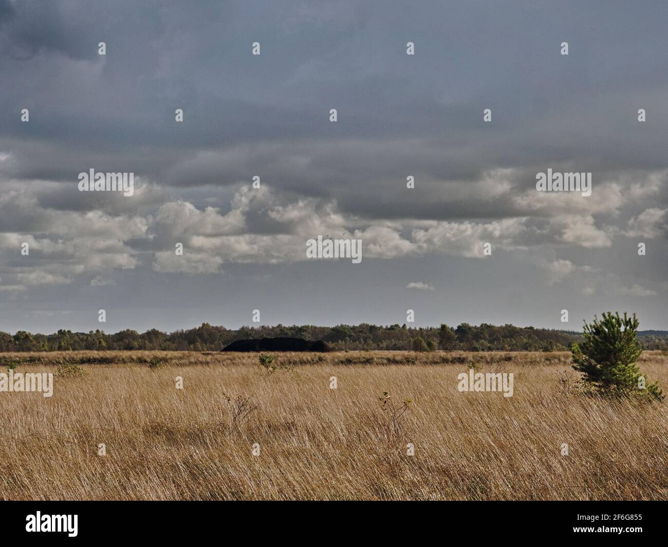 Moorlandschaft - Moorweg mit Reifenspuren - Kumuluswolke Stock Photo