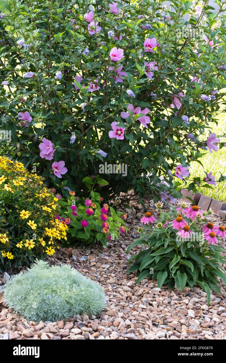 A pebble-mulched flower garden containing blooming Althea, Lantana camara, L. camara, coreopsis and echinacea in the summertime. USA Stock Photo