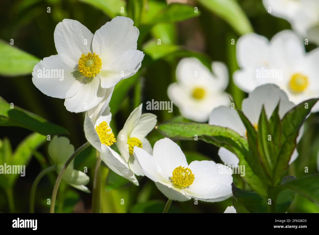 Anemona Vestal beautiful white flowers growing in the park Stock Photo