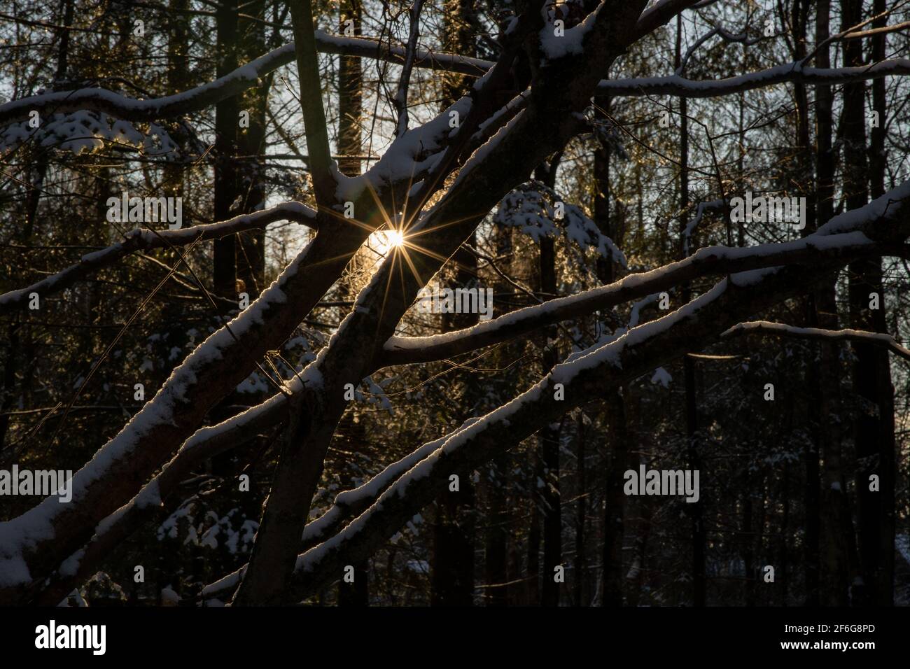 Sonnenstern im Wald Stock Photo
