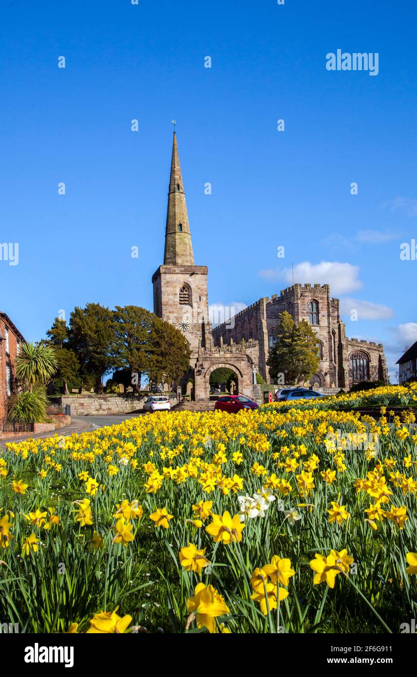 St Mary's Church at Astbury near Congleton  Cheshire England with the village green and daffodil's in flower in springtime  with blue sky Stock Photo