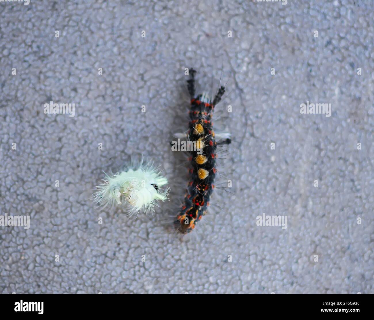 The caterpillar Orgyia Antiqua, rusty tussock moth or vapourer and Calliteara pudibunda Stock Photo