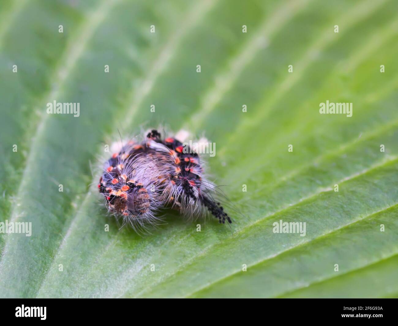 The caterpillar Orgyia Antiqua, rusty tussock moth or vapourer on a green leaf Stock Photo