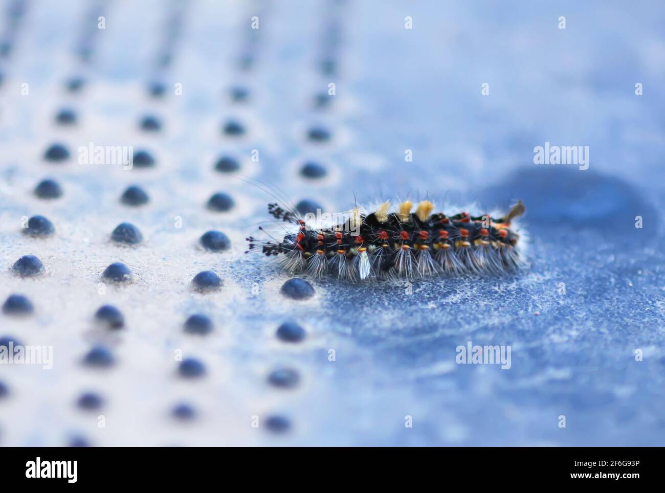 The caterpillar Orgyia Antiqua, rusty tussock moth or vapourer on rubber surface close up Stock Photo