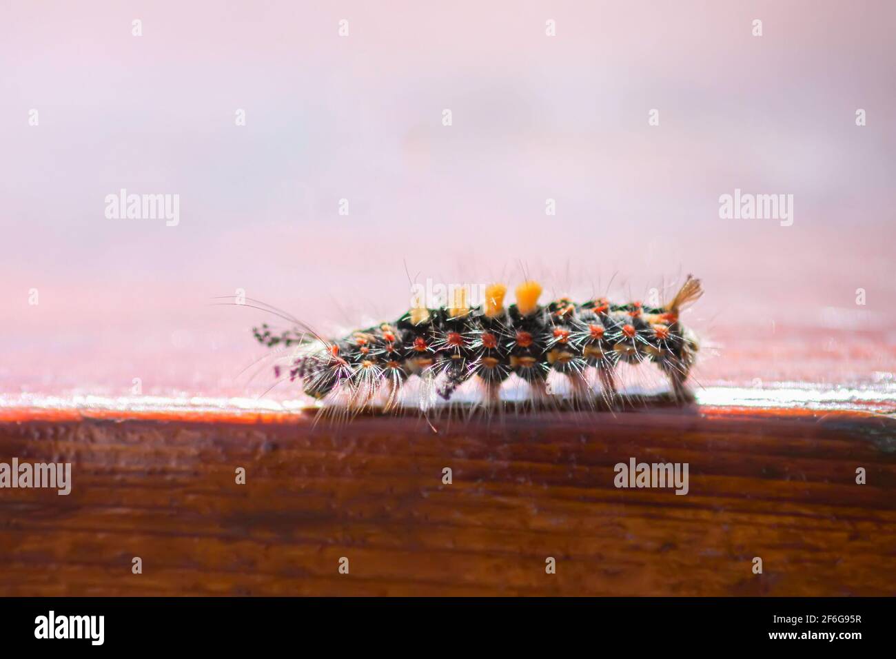 The caterpillar Orgyia Antiqua, rusty tussock moth or vapourer on wooden surface close up Stock Photo