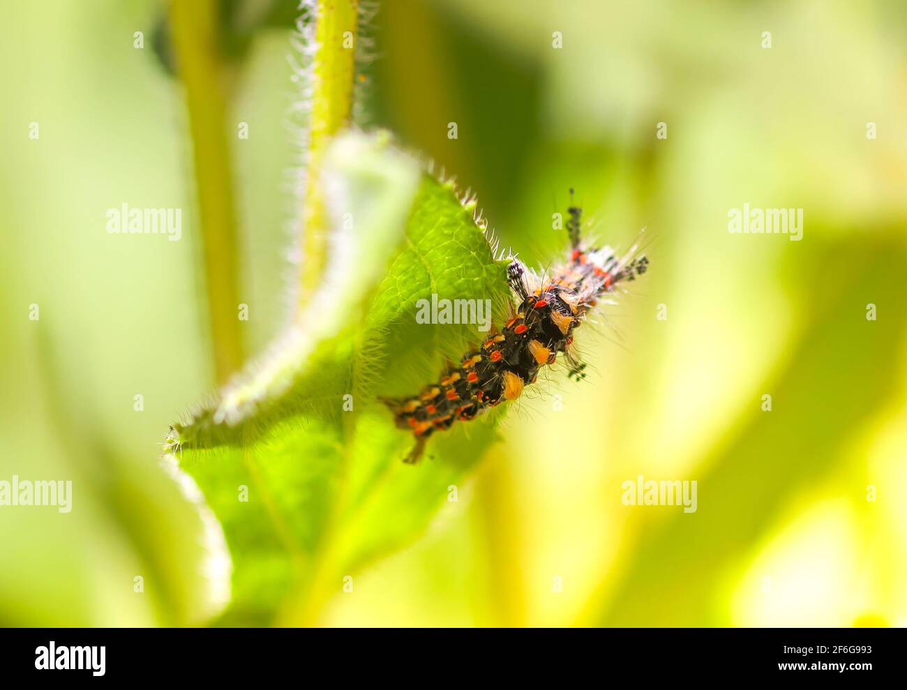 The caterpillar Orgyia Antiqua, rusty tussock moth or vapourer on a green leaf Stock Photo