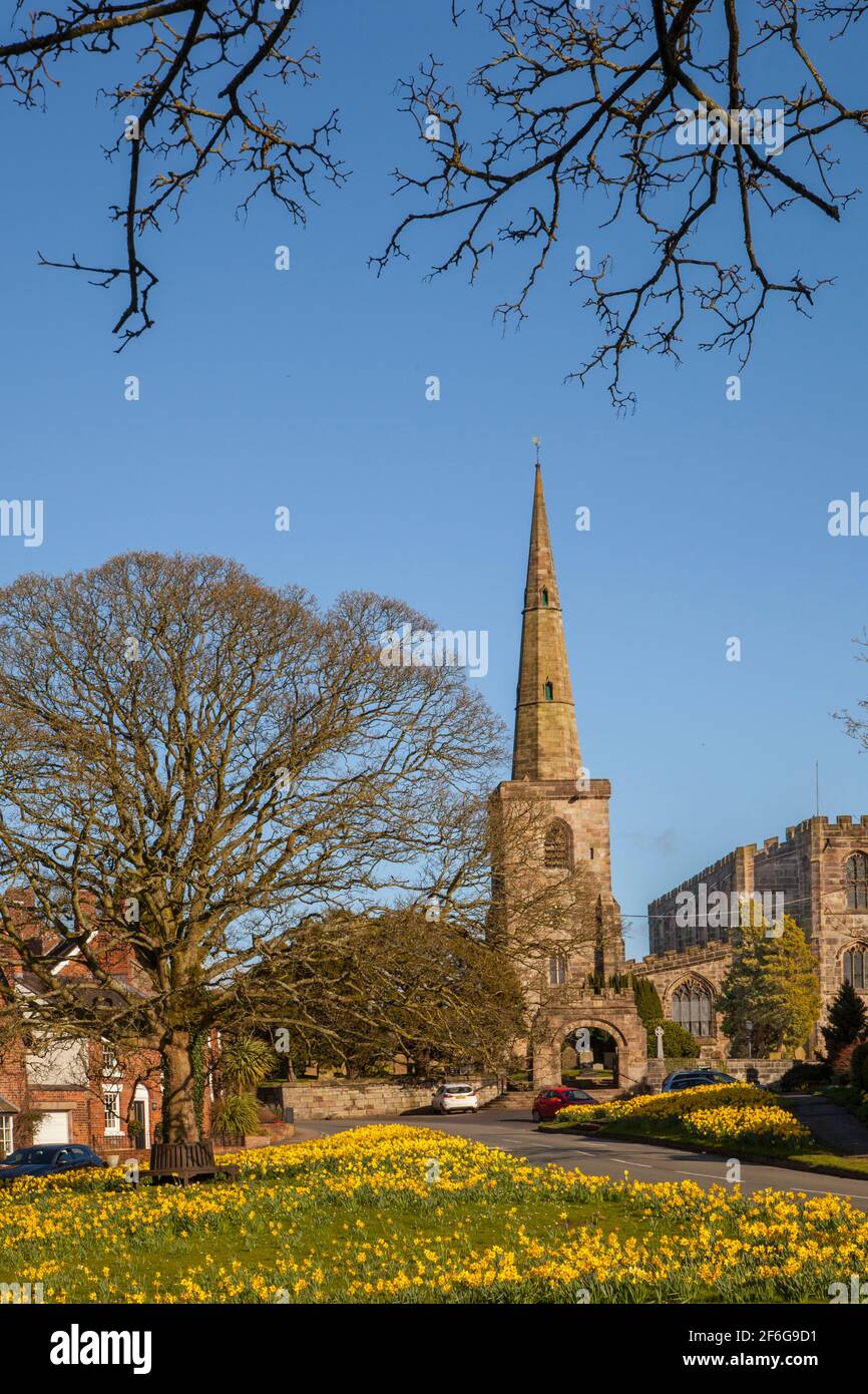 St Mary's Church at Astbury near Congleton  Cheshire England with the village green and daffodil's in flower in springtime  with blue sky Stock Photo