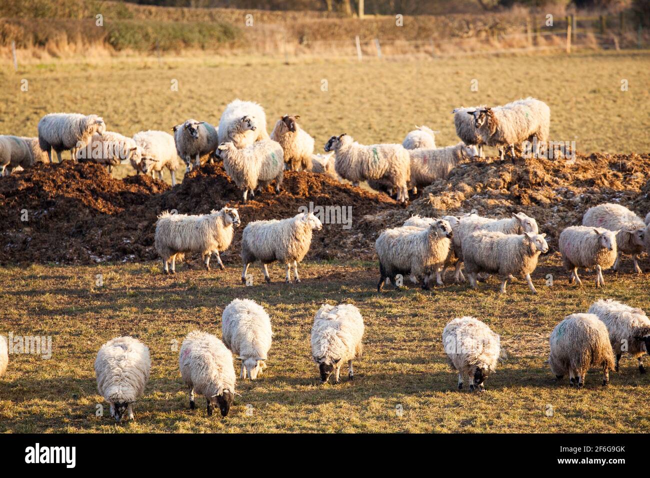 Flock of sheep in the English countryside playing and climbing on a heap of manure during winter Stock Photo