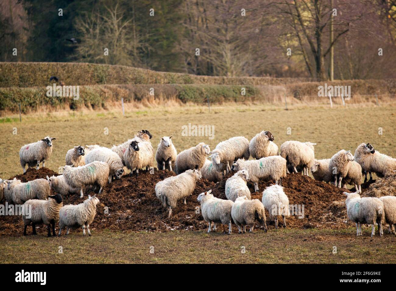 Flock of sheep in the English countryside playing and climbing on a heap of manure during winter Stock Photo