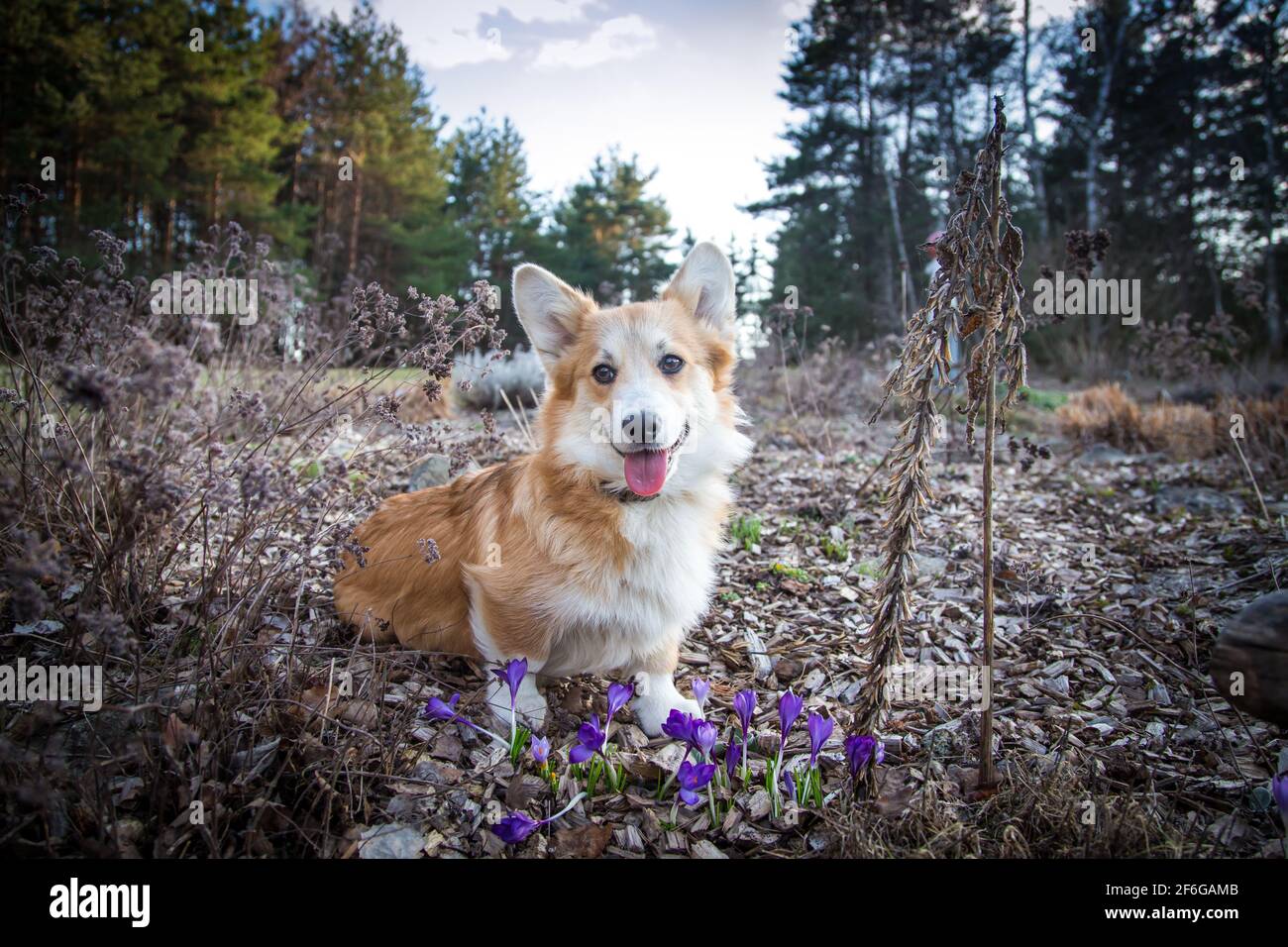 Welsh corgi sitting hi-res stock photography and images - Alamy