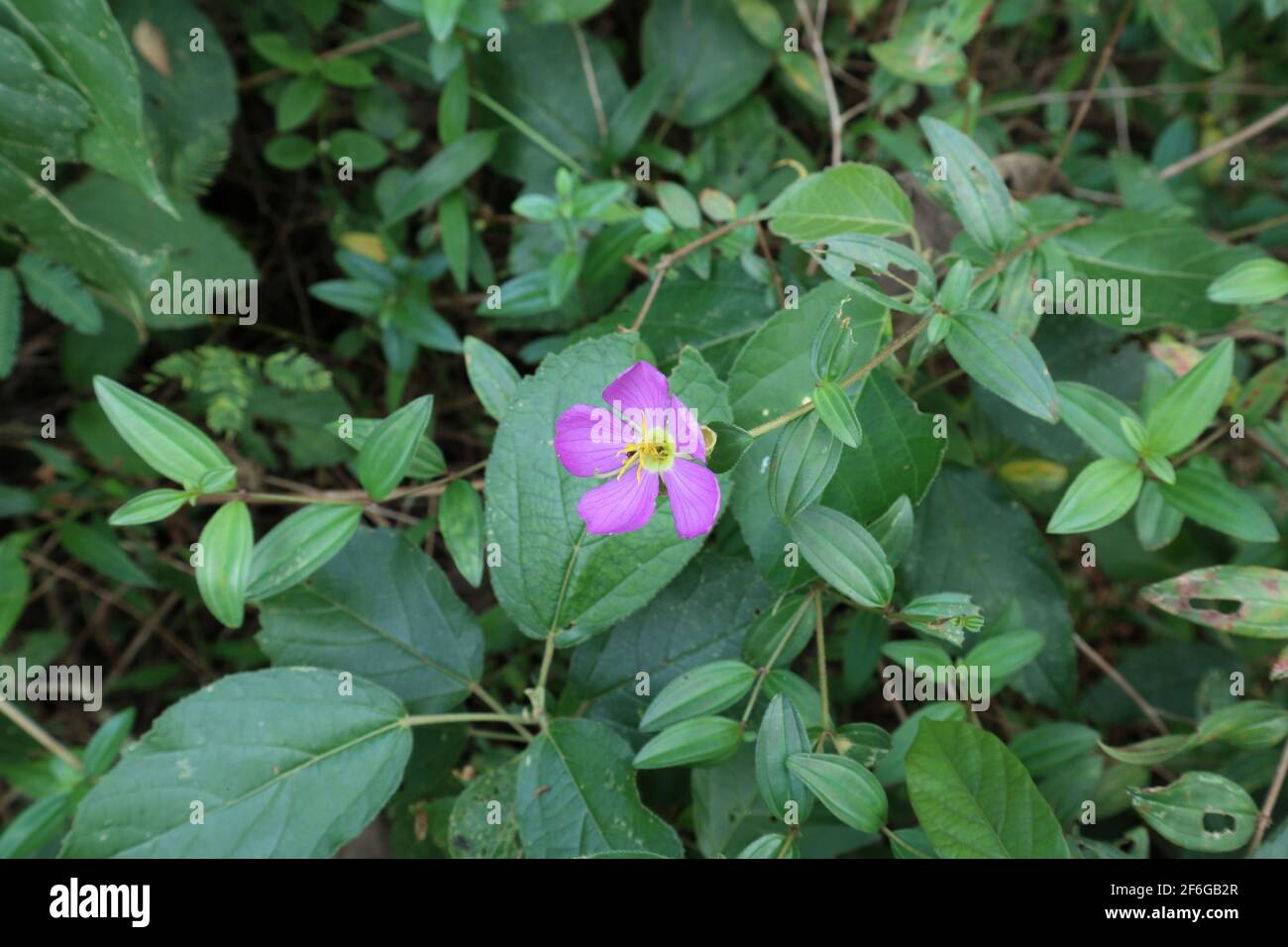 Close up of a purple flower,this is a plant Osbeckia octandra,the eight stamen osbeckia(heen bovitiya) tree Stock Photo