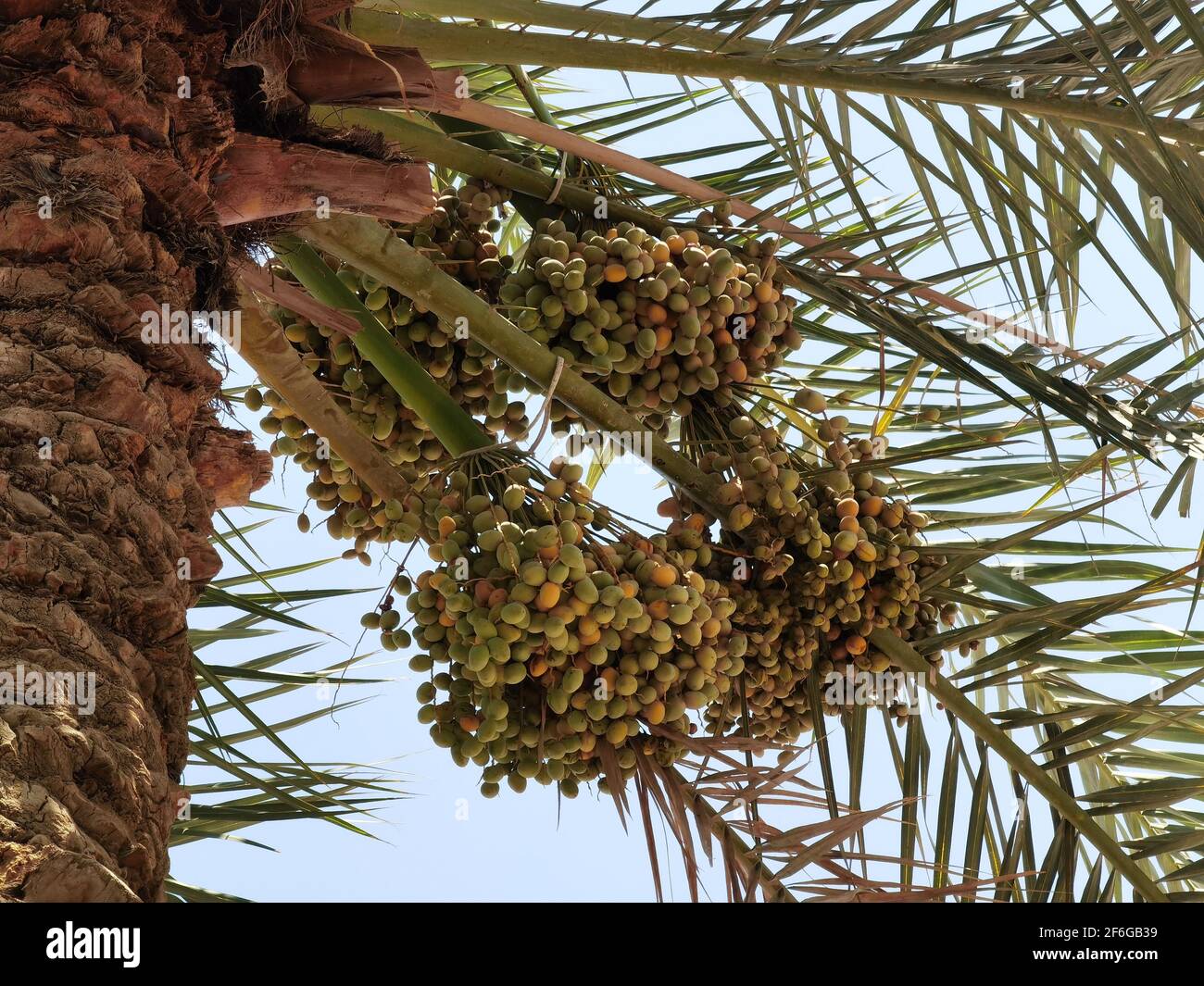 photo of date palm tree Stock Photo