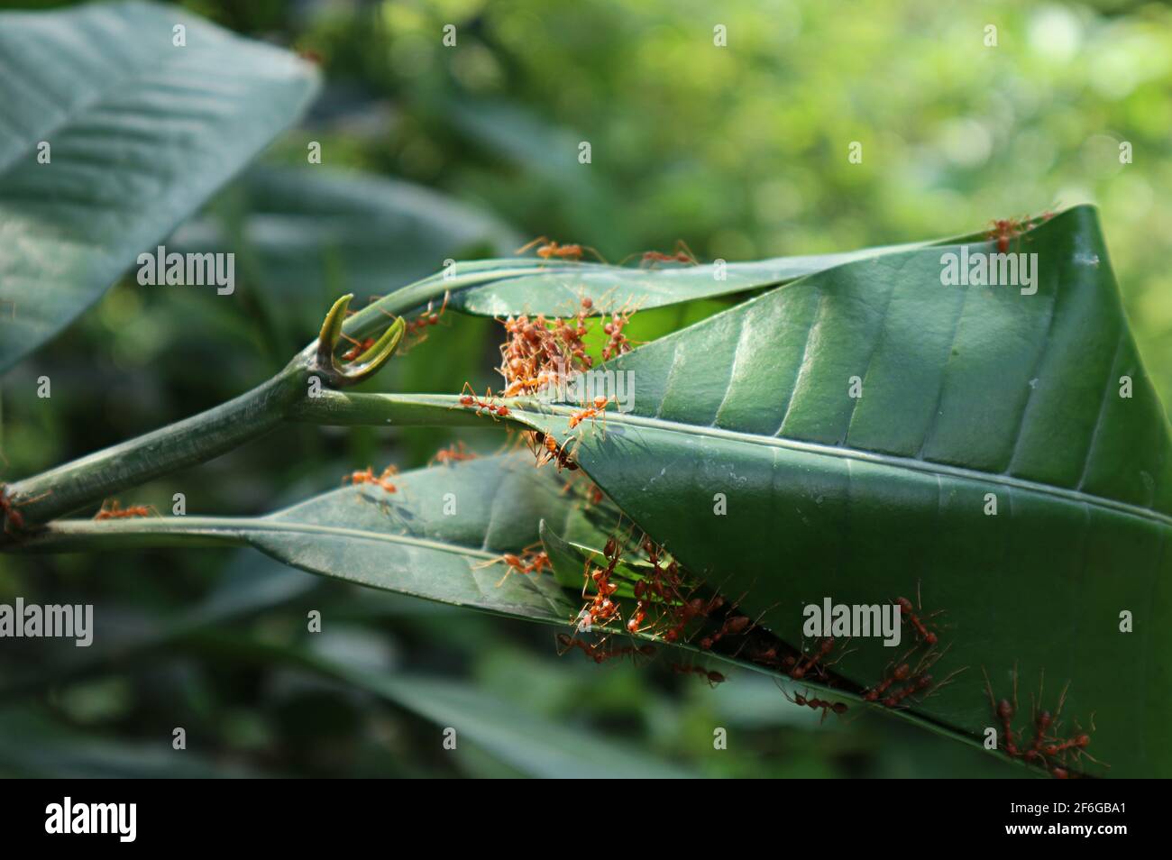 Close up of a fire ants' nest made from folded large leaves Stock Photo