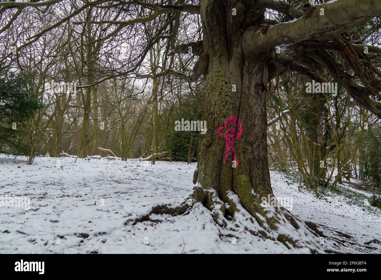 Graffiti spray paint criminal damage on trees and nature on Hampstead Heath, London, U.K Stock