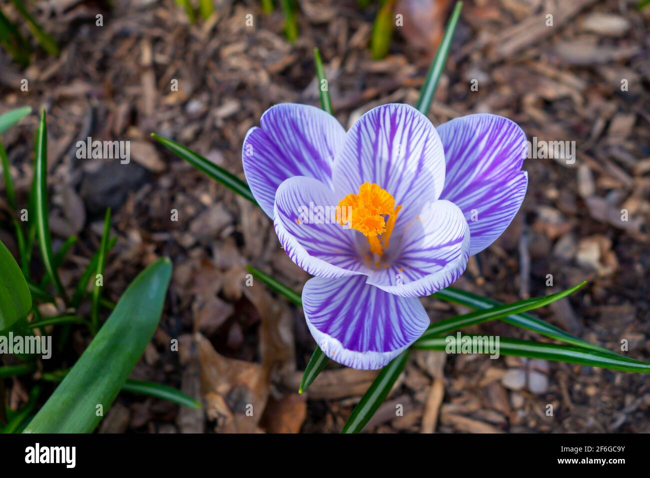 Blooming crocuses or croci with white petals with lilac stripes and orange stigma and anthers (Crocus vernus var. Pickwick, spring crocus). Stock Photo