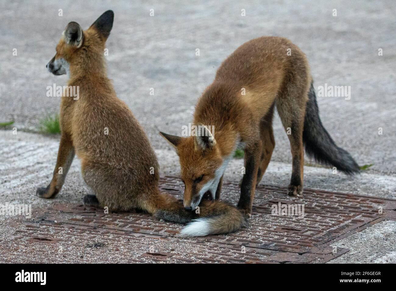 Mister fox hi-res stock photography and images - Alamy