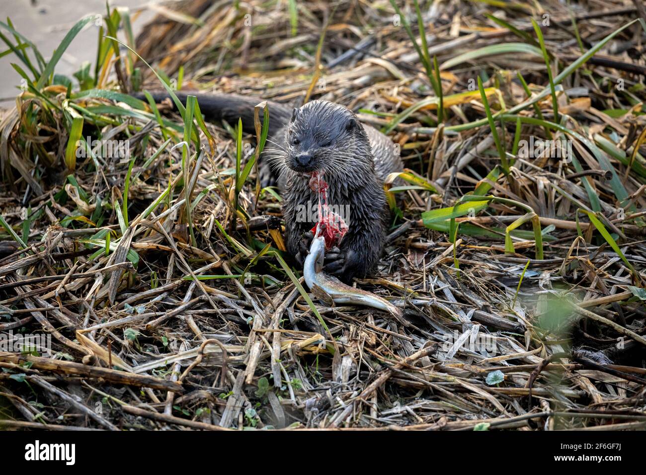 Otter feeding on a trout, Northeast Scotland Stock Photo
