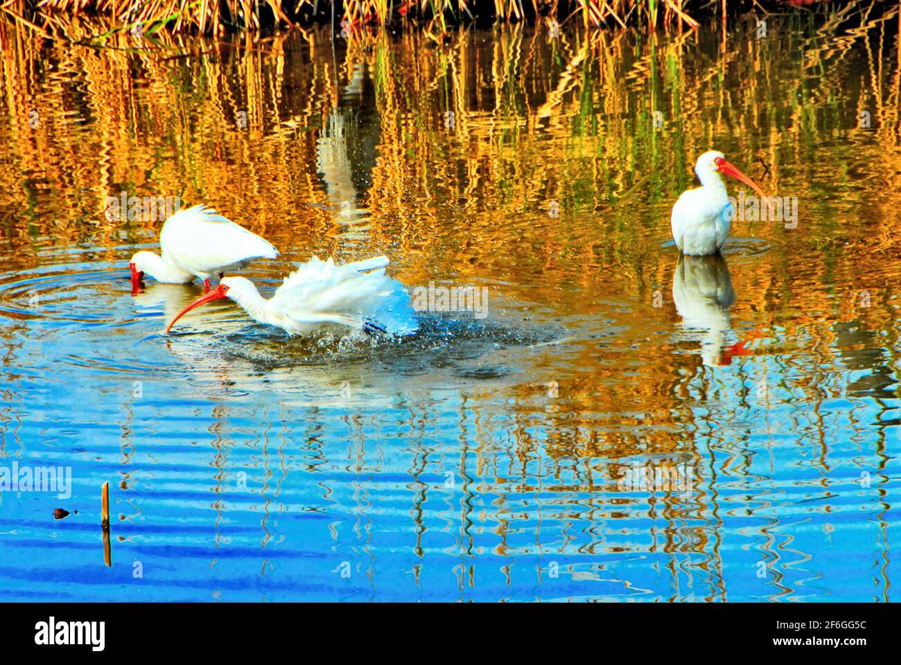 Three white Ibis birds bath in the waters at the World Birding and Nature Center on South Padre Island, Texas, U.S.A... Stock Photo