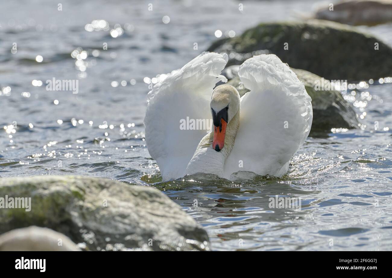 Defiant swan swimming in the the Baltic Sea with spring courtship display arrangement of wings and feathers Stock Photo