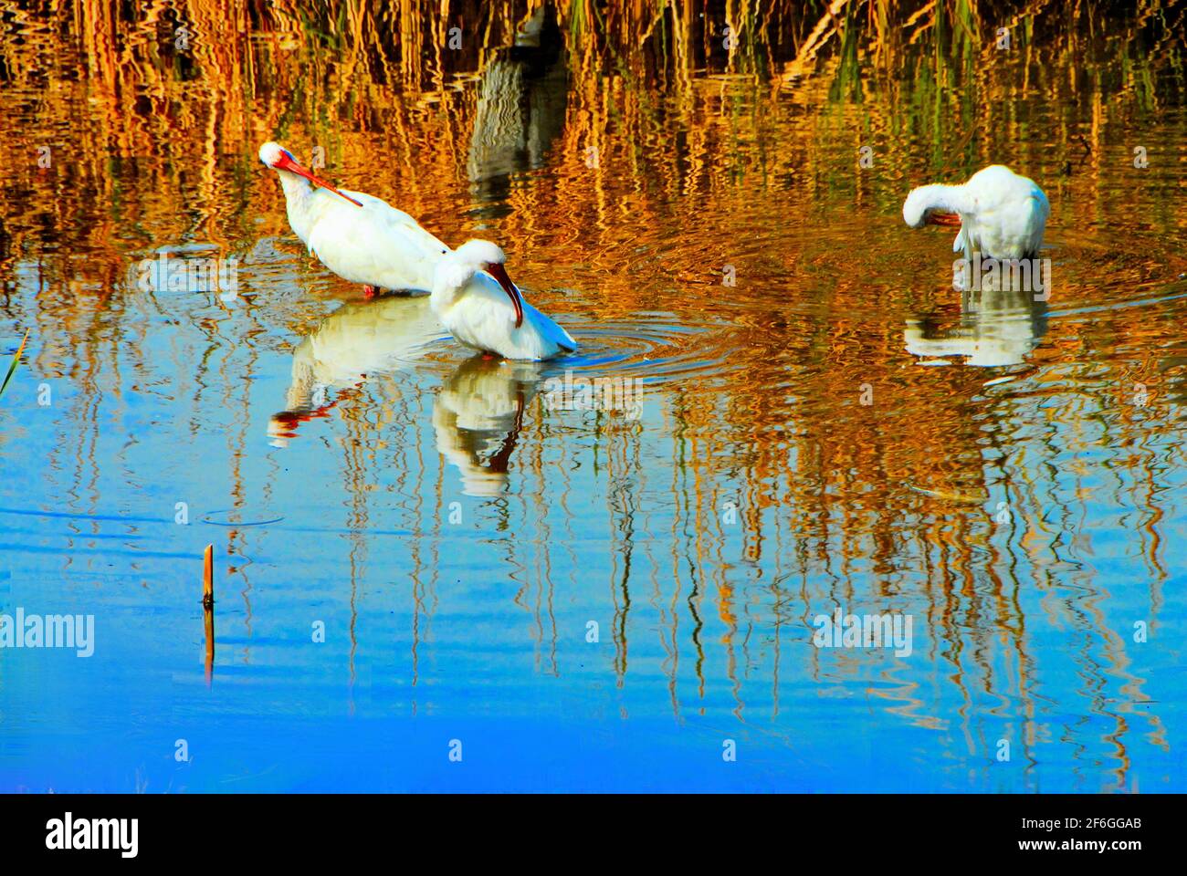 Three white Ibis birds bath in the waters at the World Birding and Nature Center on South Padre Island, Texas, U.S.A... Stock Photo