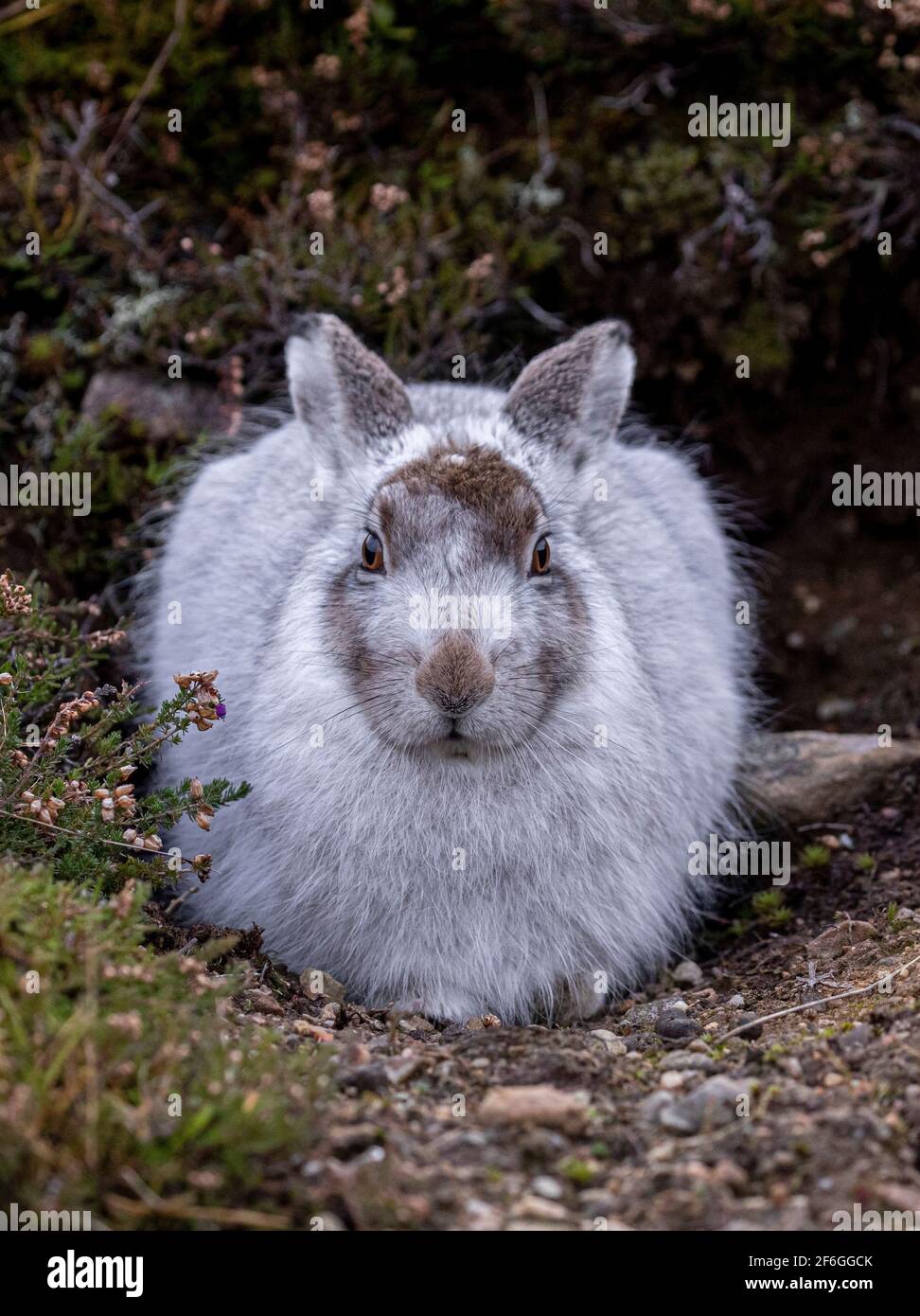 Hare scotland cull hi-res stock photography and images - Alamy