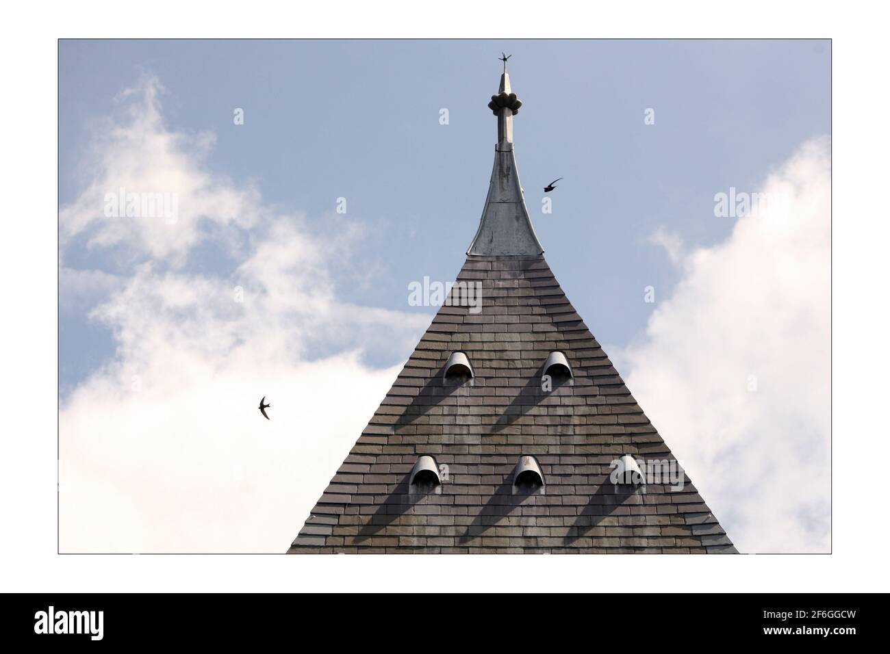 Swifts nest in the tower of the Oxford museum of Natural History, monitored for the last 46 years by Swift guardian Roy Overallphotograph by David Sandison The Independent Stock Photo