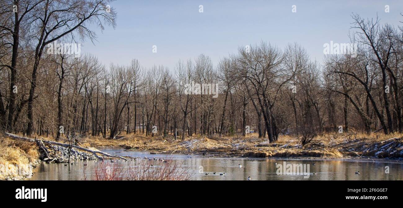 Inglewood Bird Sanctuary & Nature Calgary Alberta Stock Photo