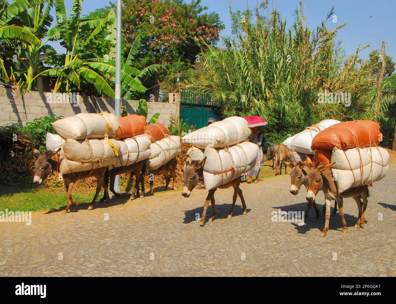 Donkeys carrying loads down a street in  Debreu Zeit, Ethiopia in a warm, sunny day in July. Stock Photo