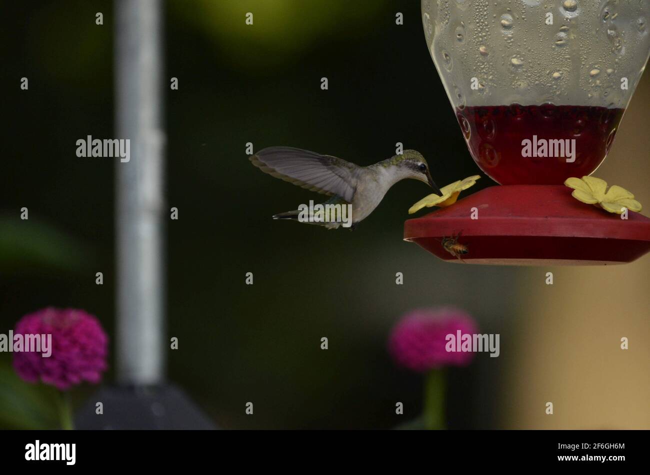 female ruby throated Hummingbird at feeder Stock Photo