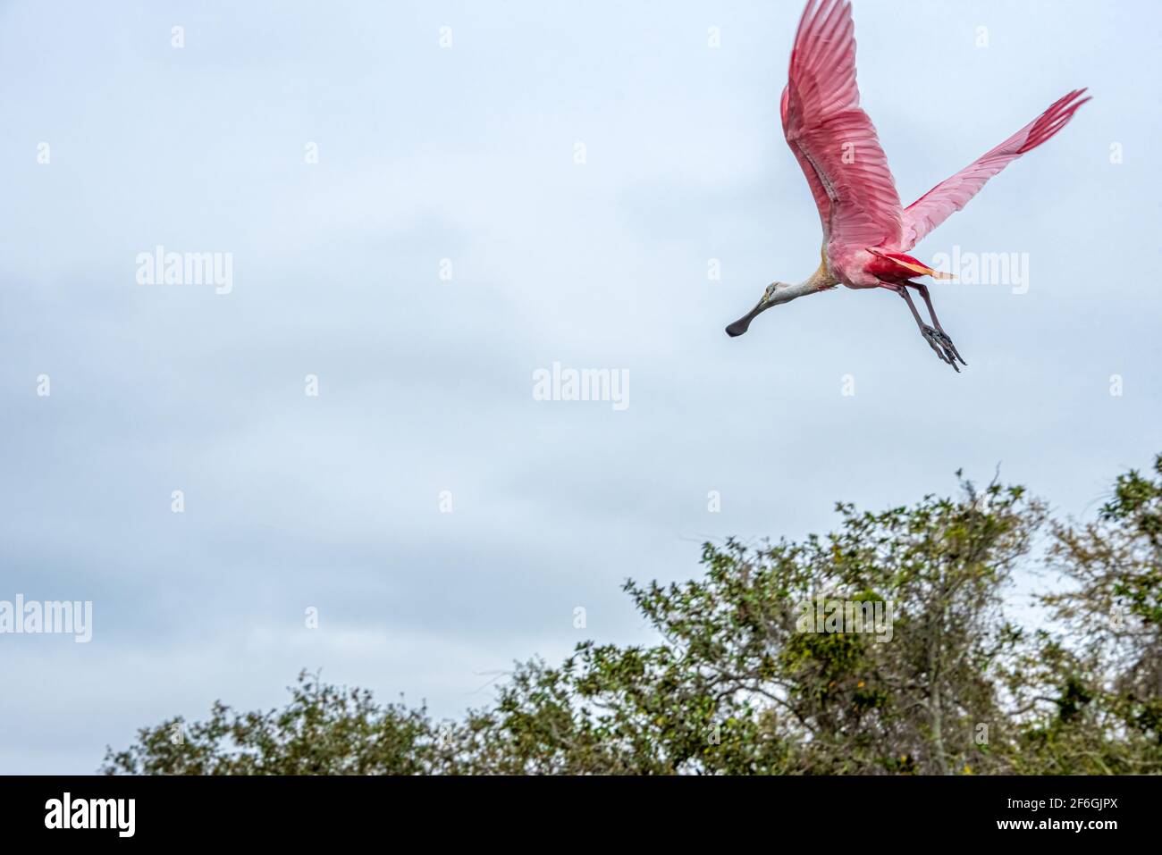 Pink Roseate spoonbill (Platalea ajaja) in flight over a wading bird rookery in St. Augustine, Florida. (USA) Stock Photo
