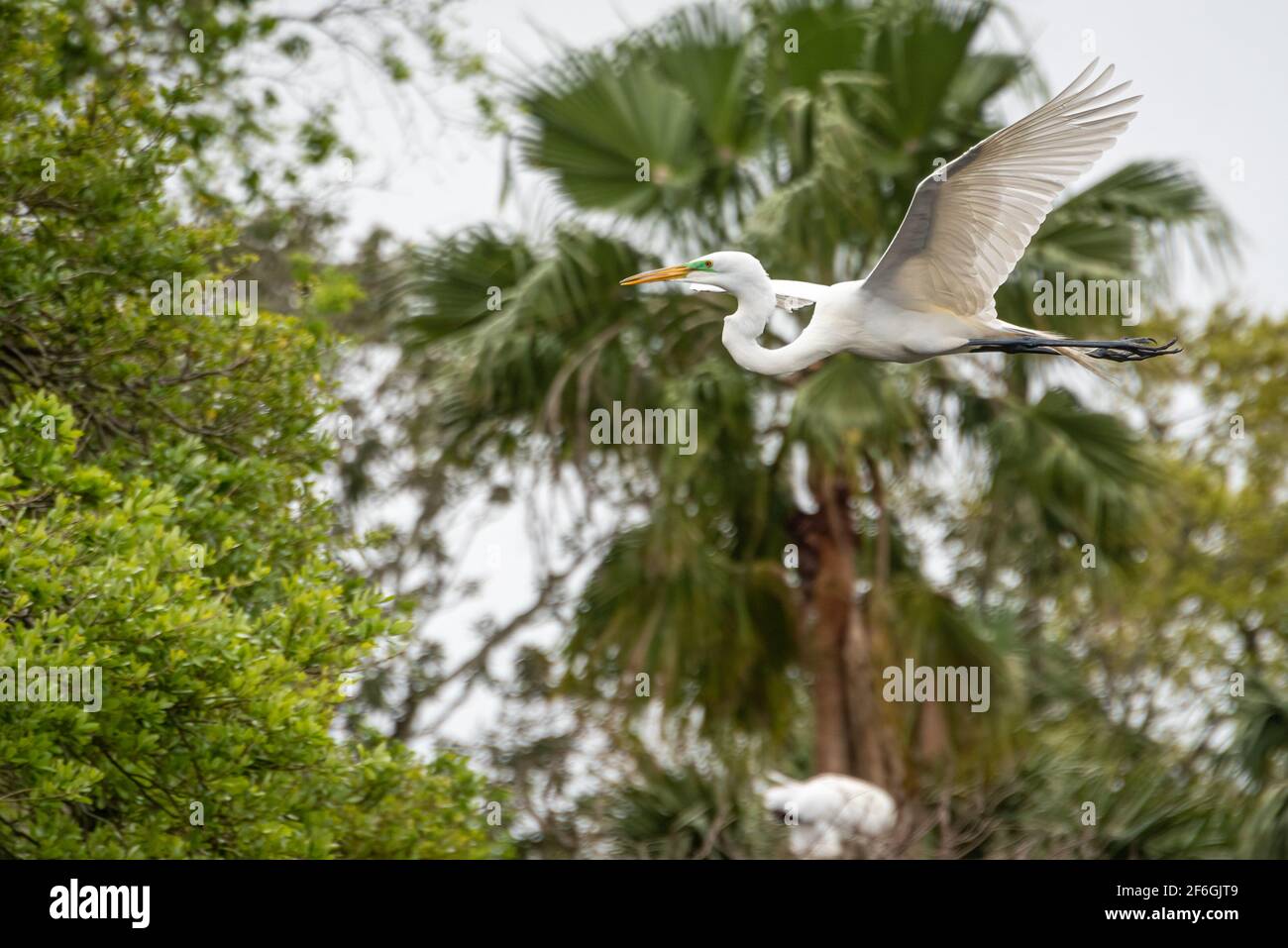 Elegant great egret soaring over a wading bird rookery on Anastasia