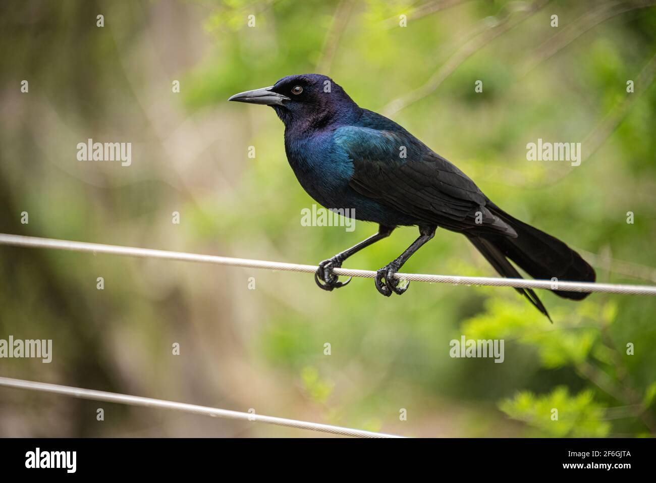 Iridescent boat-tailed grackle (Quiscalus major) perched on a wire in St. Augustine, Florida. (USA) Stock Photo