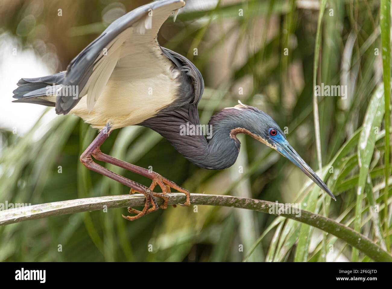 Tricolored heron (Egretta tricolor) perched on a cabbage palm frond in St. Augustine, Florida. (USA) Stock Photo