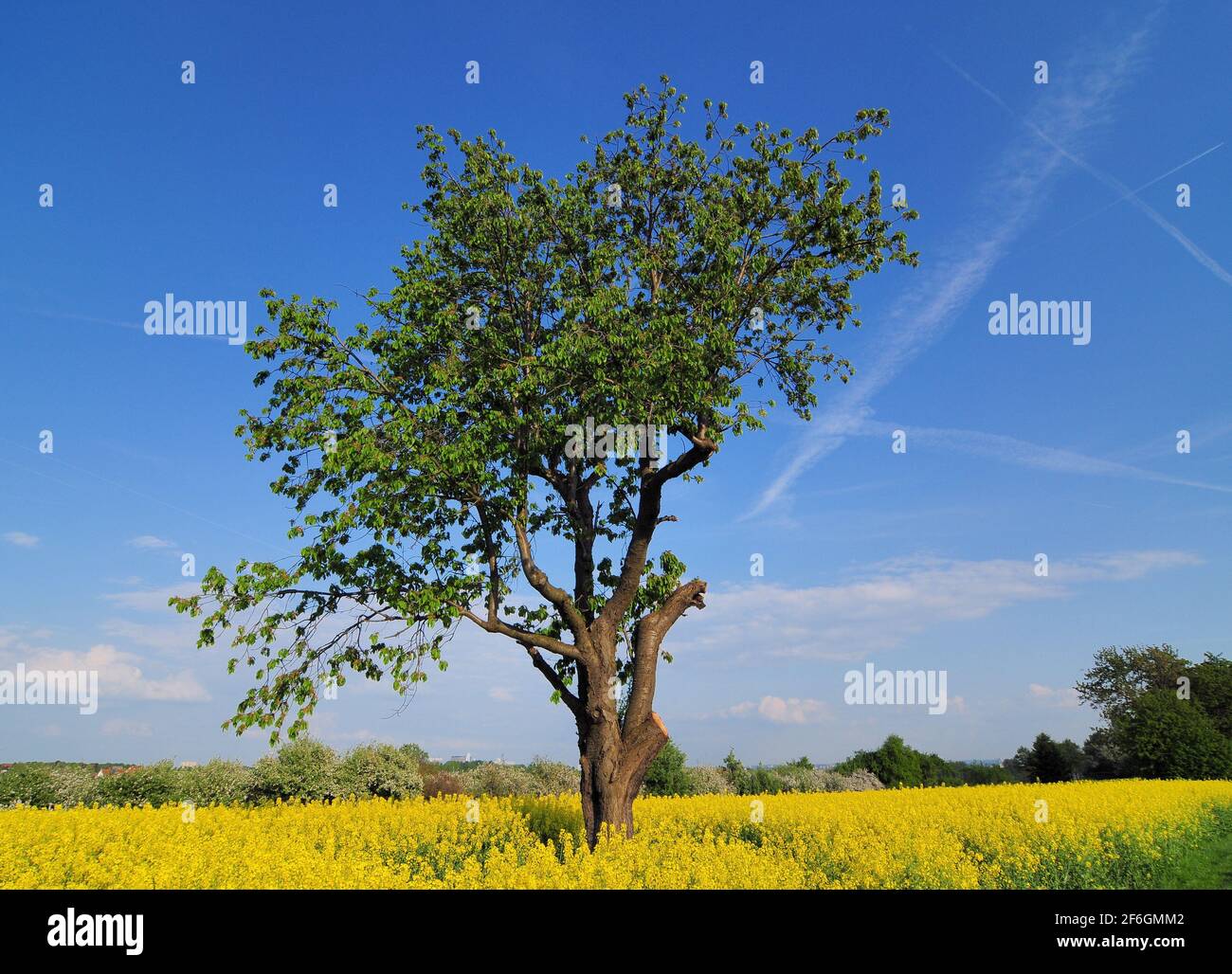 Lonely Broadleaf Tree In A Yellow Blooming Canola Field In Hesse Germany During A Sunny Day Stock Photo