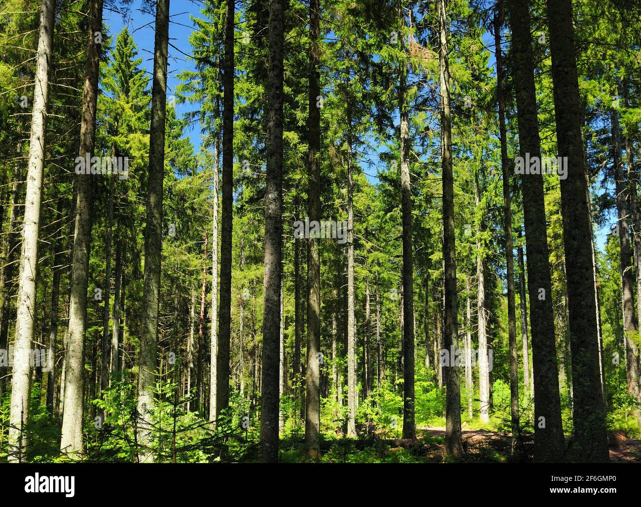 Black forest schwarzwald germany trees hires stock photography and