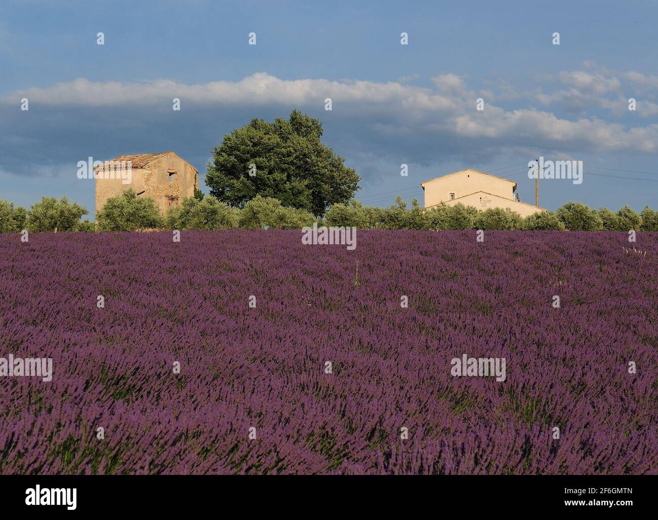 Two Cottages Within Vivid Violet Blooming Lavender Fields In Valensole France During A Sunny Day Stock Photo