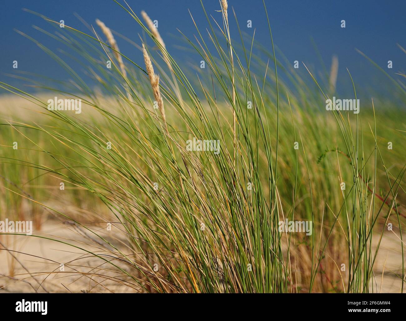 Maram Grass In The Dunes On The Beach Of Cap Ferret France During A Sunny Day Stock Photo