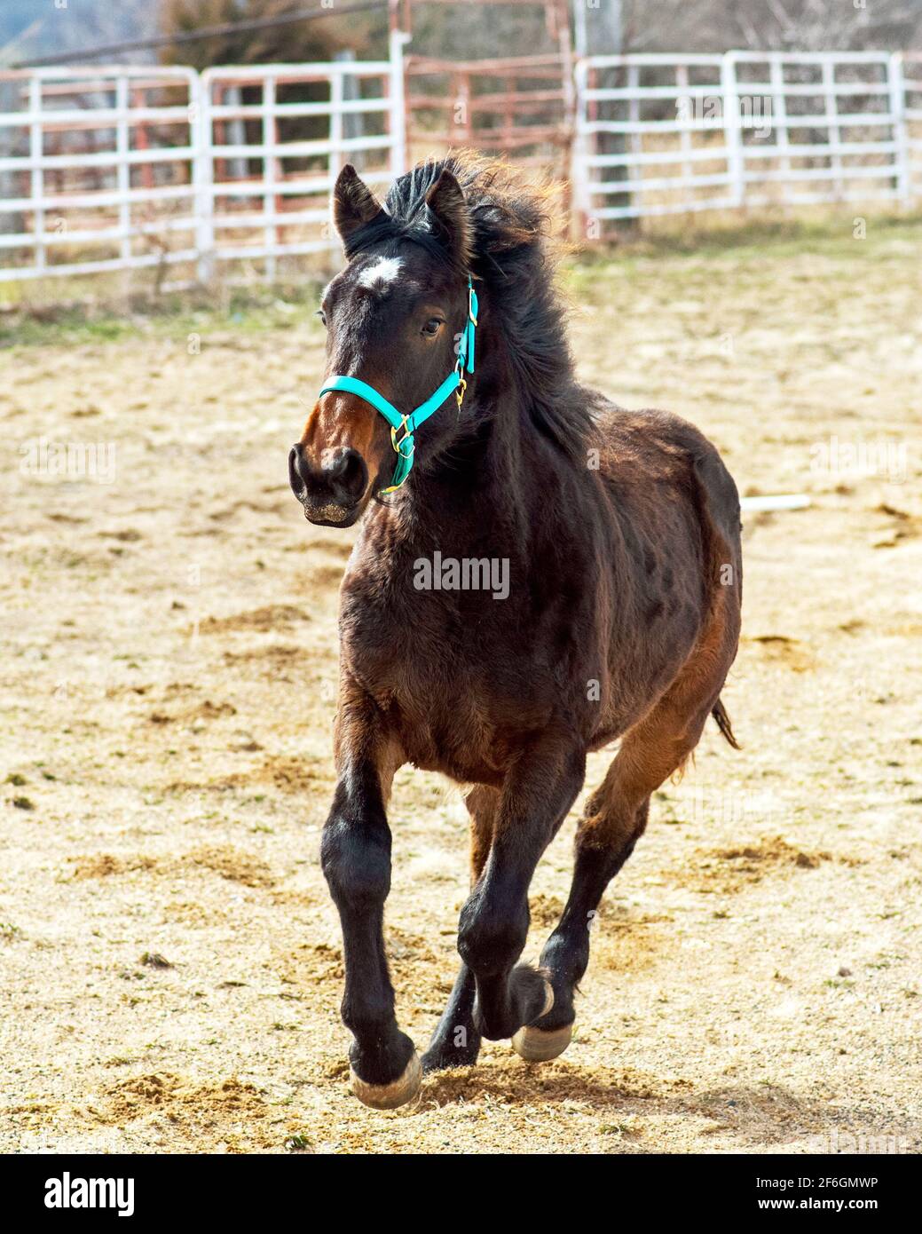 Horse Loping in Outdoor arena Stock Photo