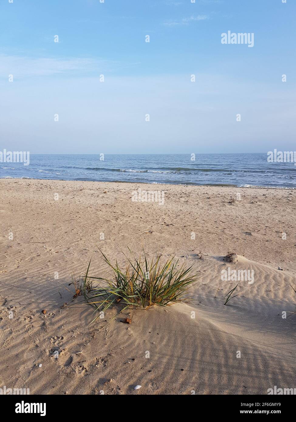 Reed at the beach hi-res stock photography and images - Alamy