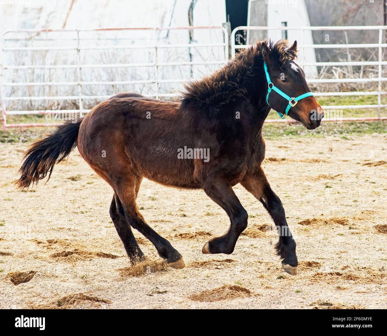Horse Loping in an outdoor arena Stock Photo Alamy