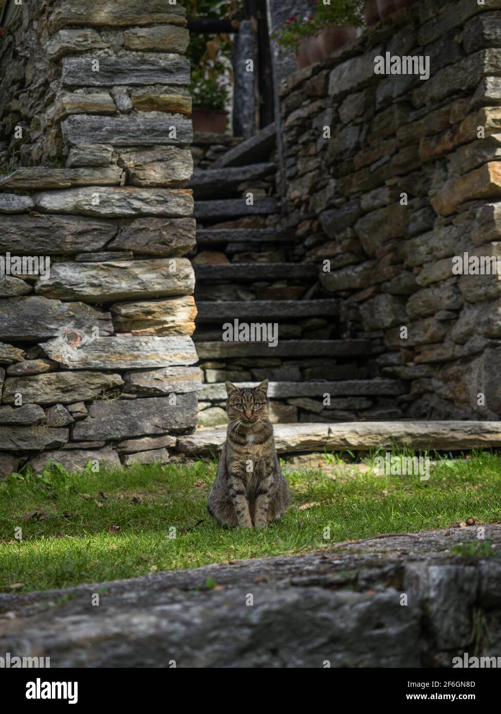 Domestic cat sitting in green grass at old historic traditional schist stone rock buildings houses in picturesque charming village Sonogno Verzasca Va Stock Photo