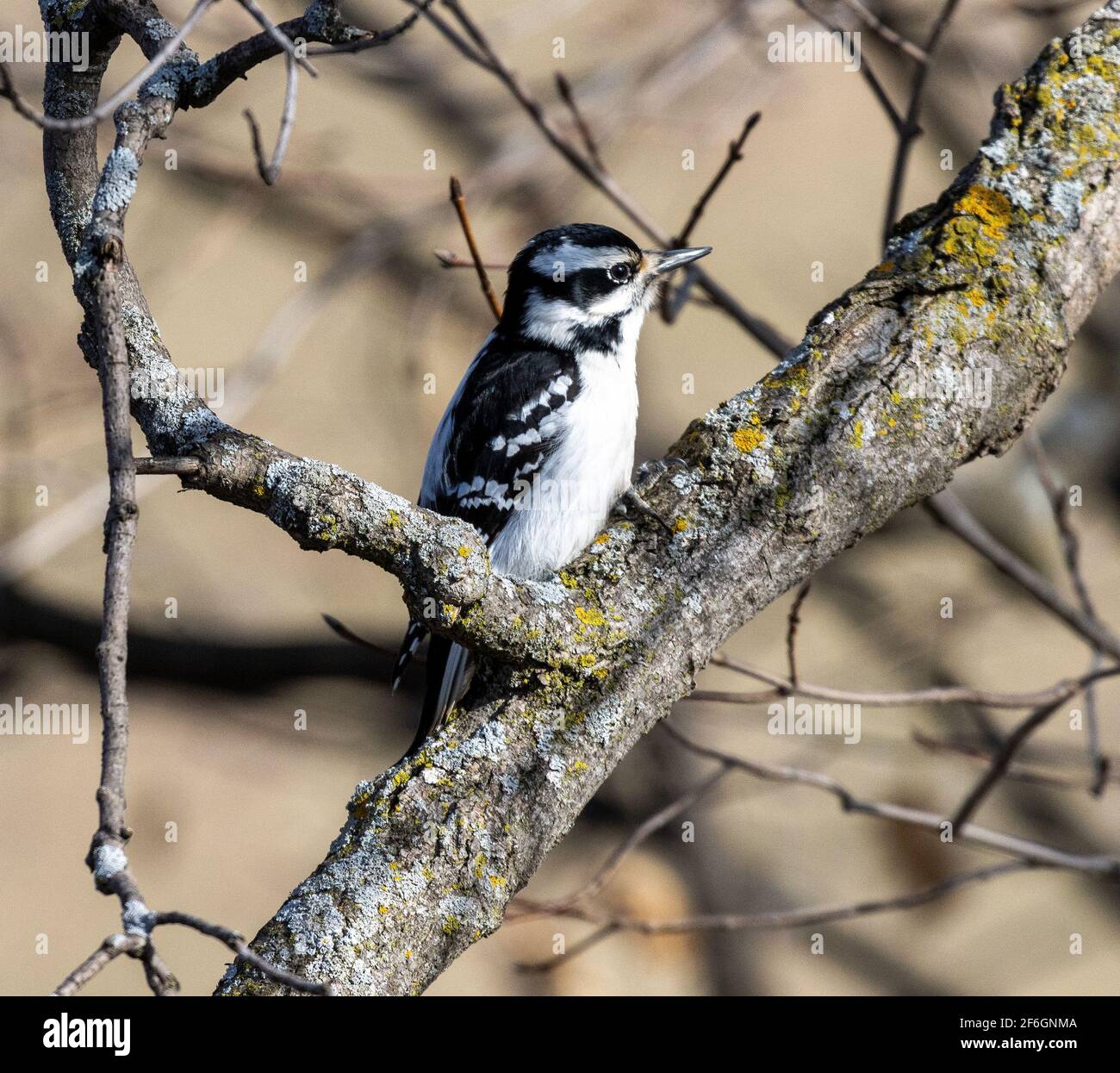 Female Downy Woodpecker Perched on Tree Branch Stock Photo