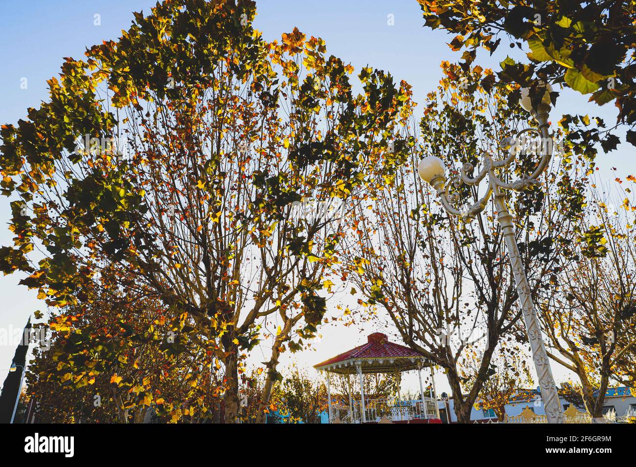 Huachineras, Sonora, Mexico, Autumn. Yellow red green leaves. Object of nature ... (Photo by Luis Gutierrez / Norte Photo)  Huachineras, Sonora, Mexico.Otoño. Hojas de color verde rojo amarillo. Objeto de la naturaleza... (Photo by Luis Gutierrez / Norte Photo) Stock Photo