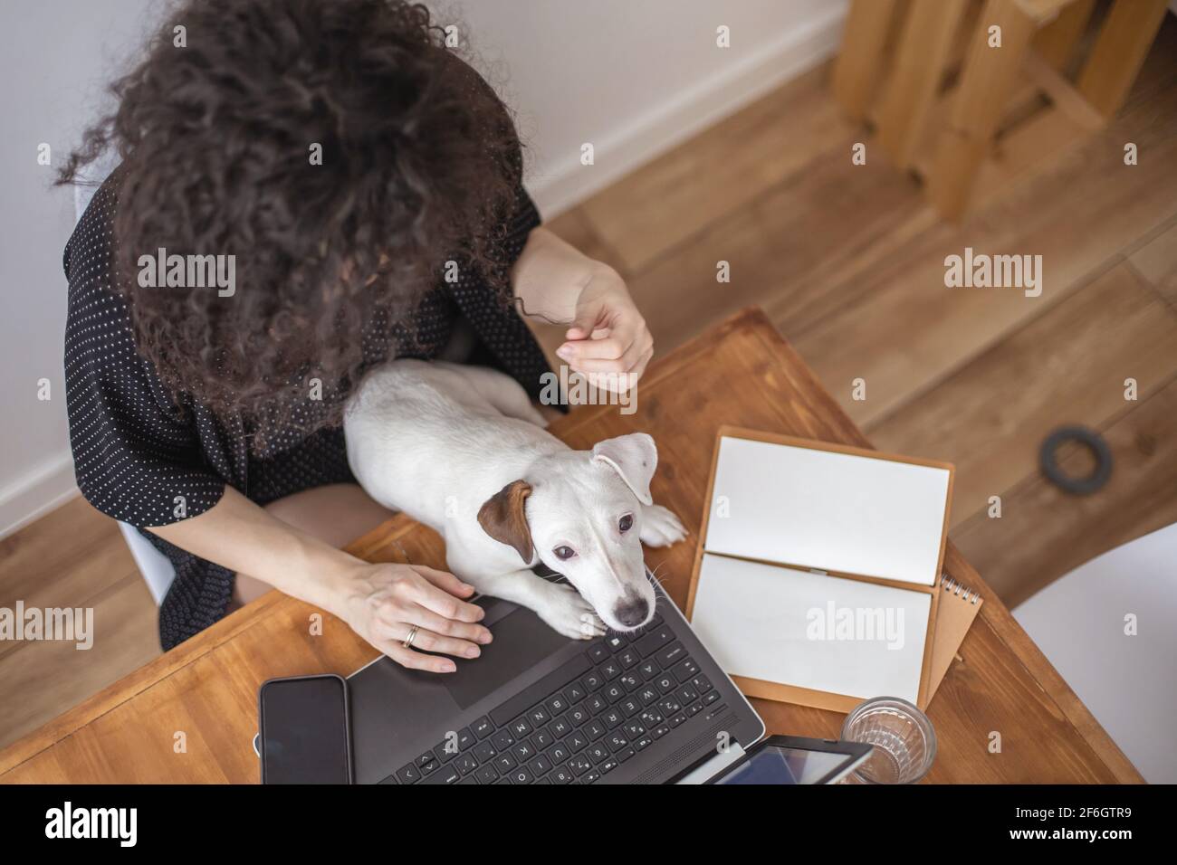 Modern freelancer woman playing with little cute dog working remotely ...