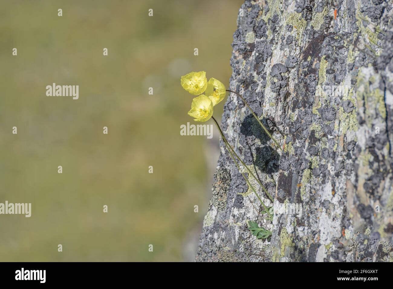 Beautiful floral background with delicate yellow flower arctic poppy (Papaver radicatum) on a rock high in the mountains close-up Stock Photo